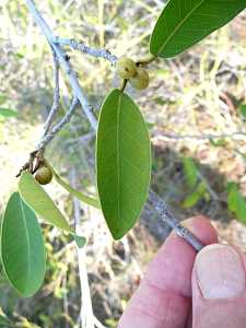 Ficus reflexa subsp. aldabrensis_1.JPG